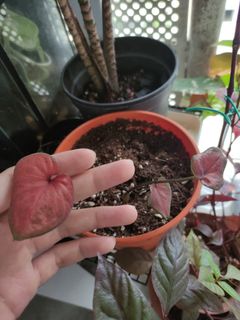 (Category: ) located in . Submitted by plantitrighthere (Listing ID 1286931104, Image 1). Description: .