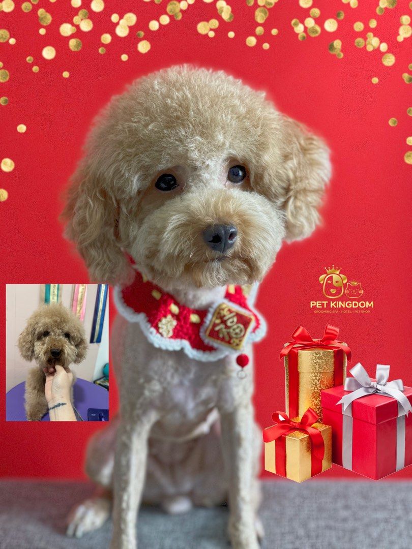 Best price dog grooming top