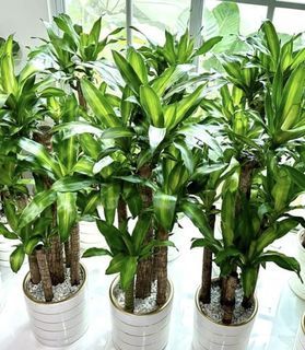 Indoor Lucky plants