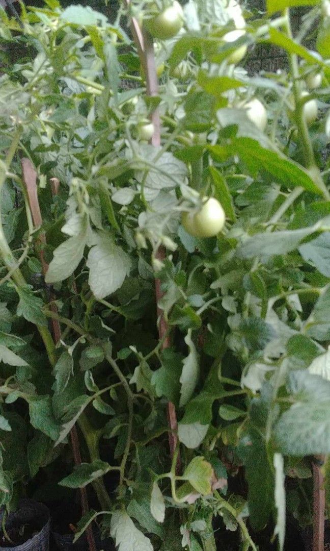 Kamatis namumunga na (Category: Plants & Seeds) located in Quezon City. Submitted by cjpadilla (Listing ID 1286988140, Image 2). Description: .