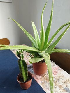 Super sale Plants: Euphorbia and Large Mother Aloe Vera with babies