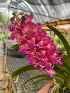 (Category: ) located in . Submitted by botanic_heaven (Listing ID 1286978886, Image 1). Description: .