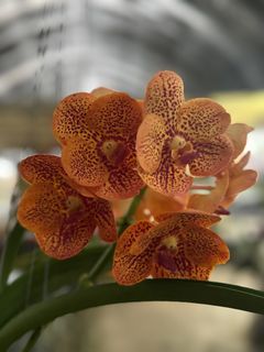 (Category: ) located in . Submitted by botanic_heaven (Listing ID 1287011784, Image 1). Description: .