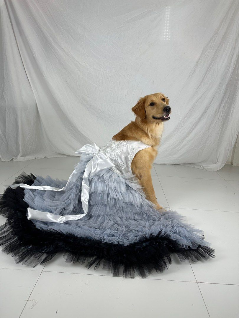 Dog dress big golden retriever, Pet Supplies, Homes & Other Pet Accessories  on Carousell