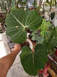 (Category: ) located in . Submitted by one.thing.less (Listing ID 1287169507, Image 1). Description: .