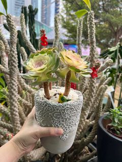 （分類：）位於 。 由 florlaw 提交（商品編號 1287556185，圖片 1）。簡介： 。