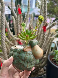 （分類：）位於 。 由 florlaw 提交（商品編號 1287557821，圖片 1）。簡介： 。