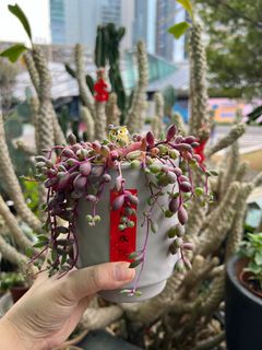 （分類：）位於 。 由 florlaw 提交（商品編號 1287557324，圖片 1）。簡介： 。
