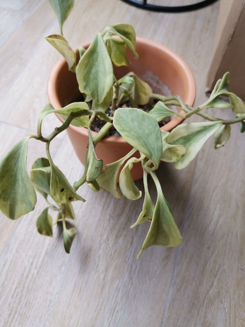 Cupid Peperomia Plant, Furniture & Home Living, Gardening, Plants