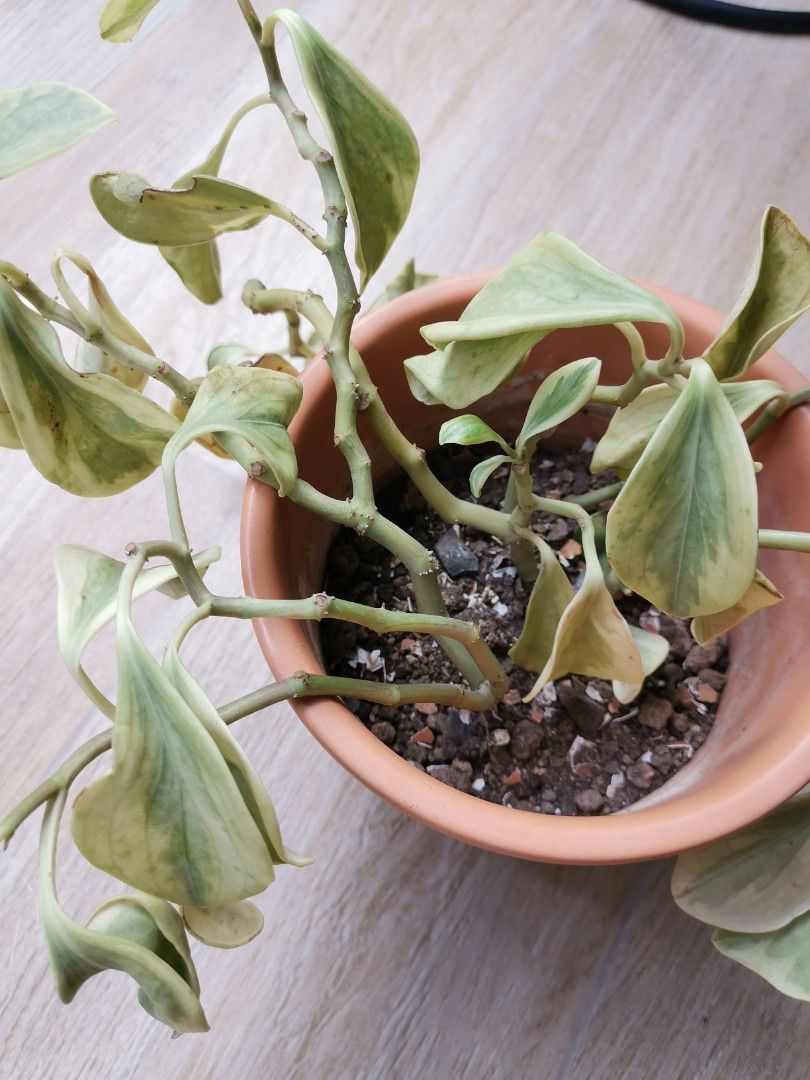 Cupid Peperomia Plant, Furniture & Home Living, Gardening, Plants & Seeds  on Carousell