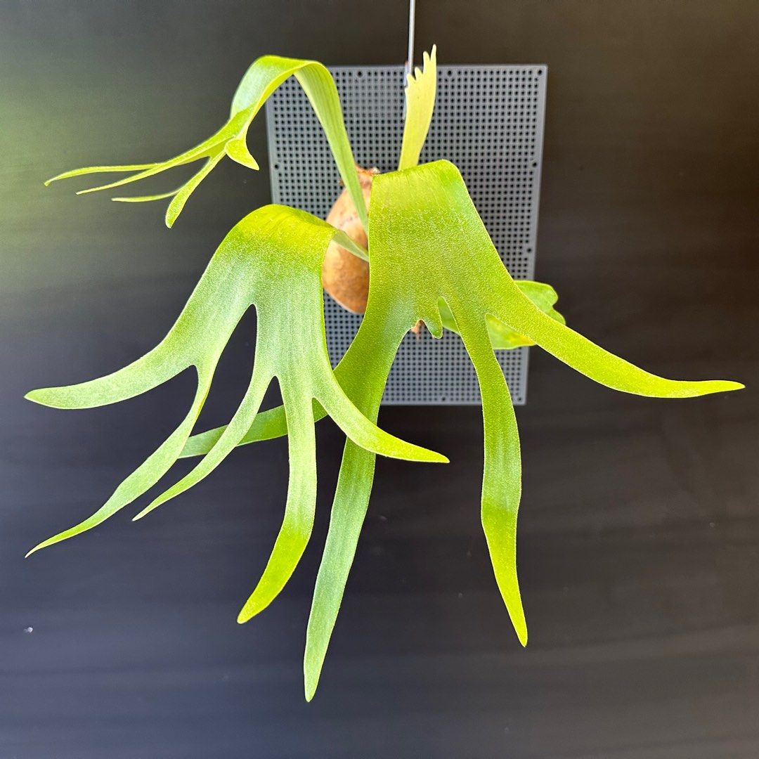 P. willinckii cv. Nami 【公式通販】