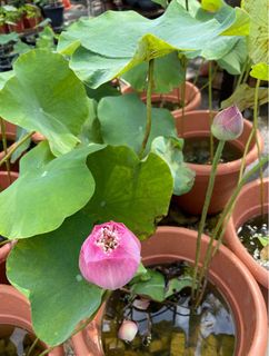 (Category: ) located in . Submitted by gardenfunfarm (Listing ID 1287684239, Image 1). Description: .