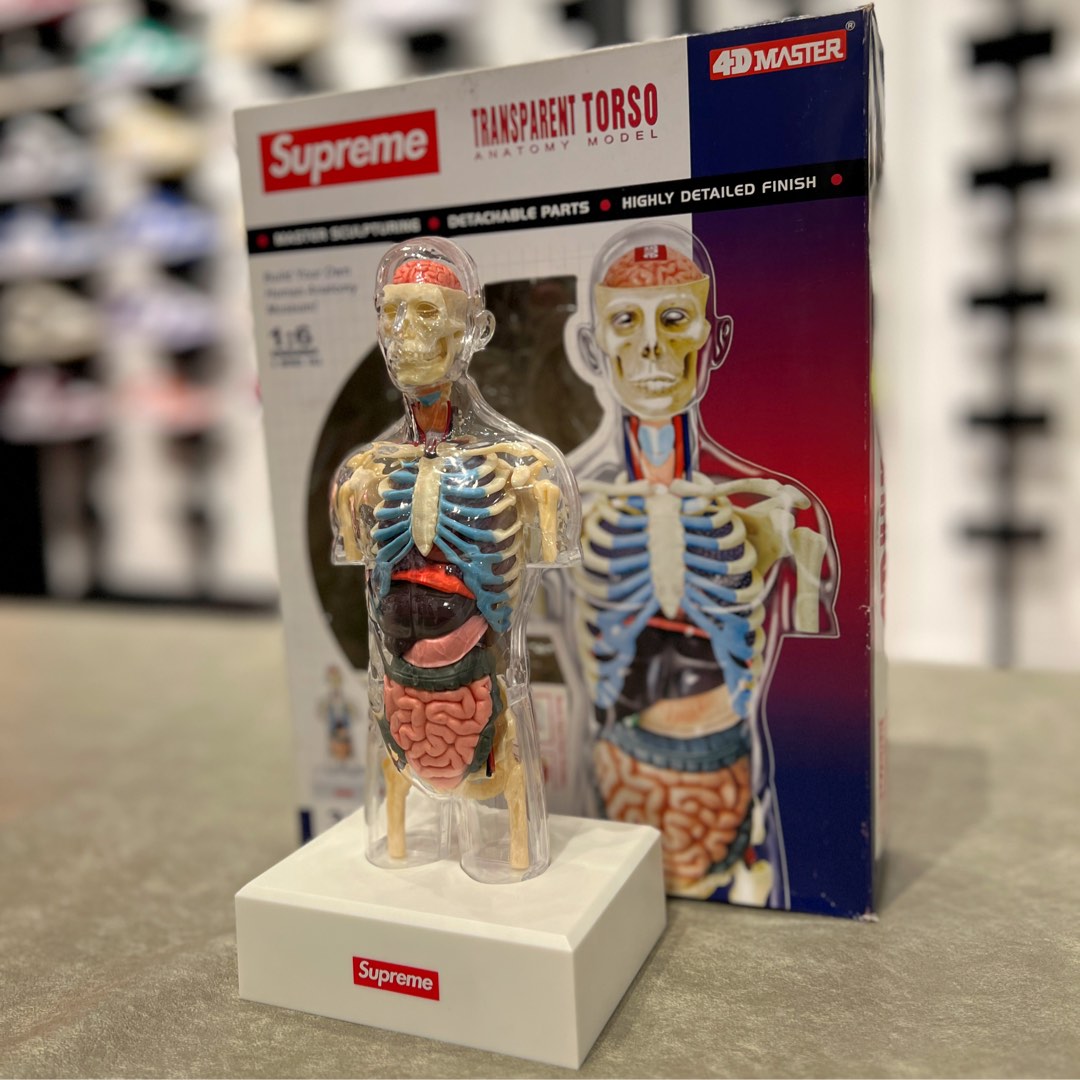 Supreme Male/Female Anatomy Model set, Hobbies & Toys, Toys & Games on  Carousell