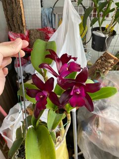 （分類：）位於 。 由 littlelittleadp 提交（商品編號 1288037563，圖片 1）。簡介： 。