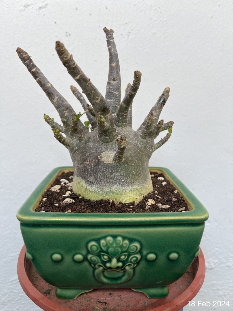 Adenium, Furniture & Home Living, Gardening, Plants & Seeds on Carousell