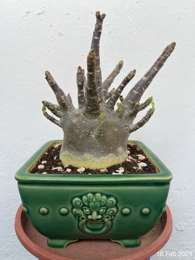 Adenium, Furniture & Home Living, Gardening, Plants & Seeds on Carousell