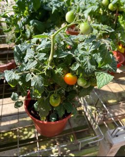 (Category: ) located in . Submitted by gardenfunfarm (Listing ID 1287909301, Image 1). Description: .