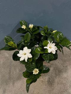 (Category: ) located in . Submitted by gardenfunfarm (Listing ID 1287909739, Image 1). Description: .