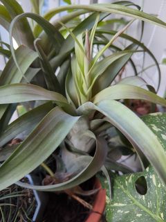 (Category: ) located in . Submitted by wildpinerysoaps (Listing ID 1288008587, Image 1). Description: .