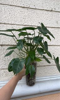 Super Lush Philodendron Green Burle Marx for P100 Only!!