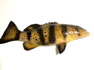 (Category: ) located in . Submitted by fishdecor.sg (Listing ID 1283657746, Image 1). Description: .