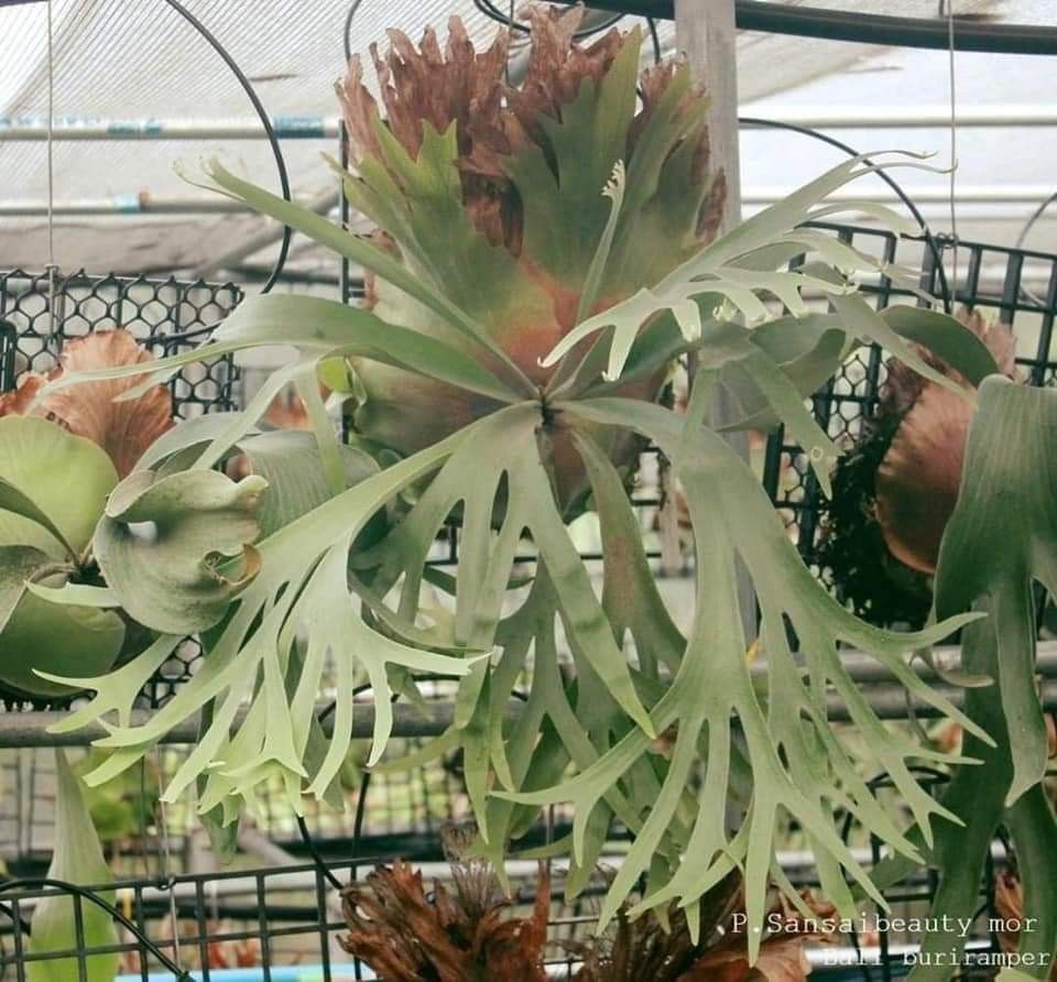 Platycerium Sansai Beauty, Furniture & Home Living, Gardening