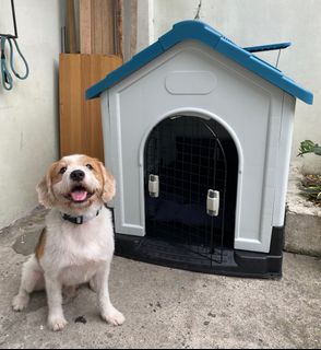 house dog house View all house dog house ads in Carousell