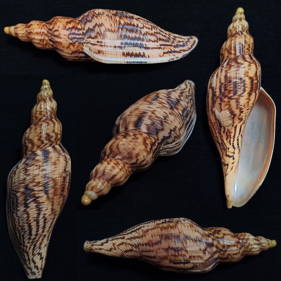 Seashell - Hamille's Volute (Exceptional Full Pattern and Large