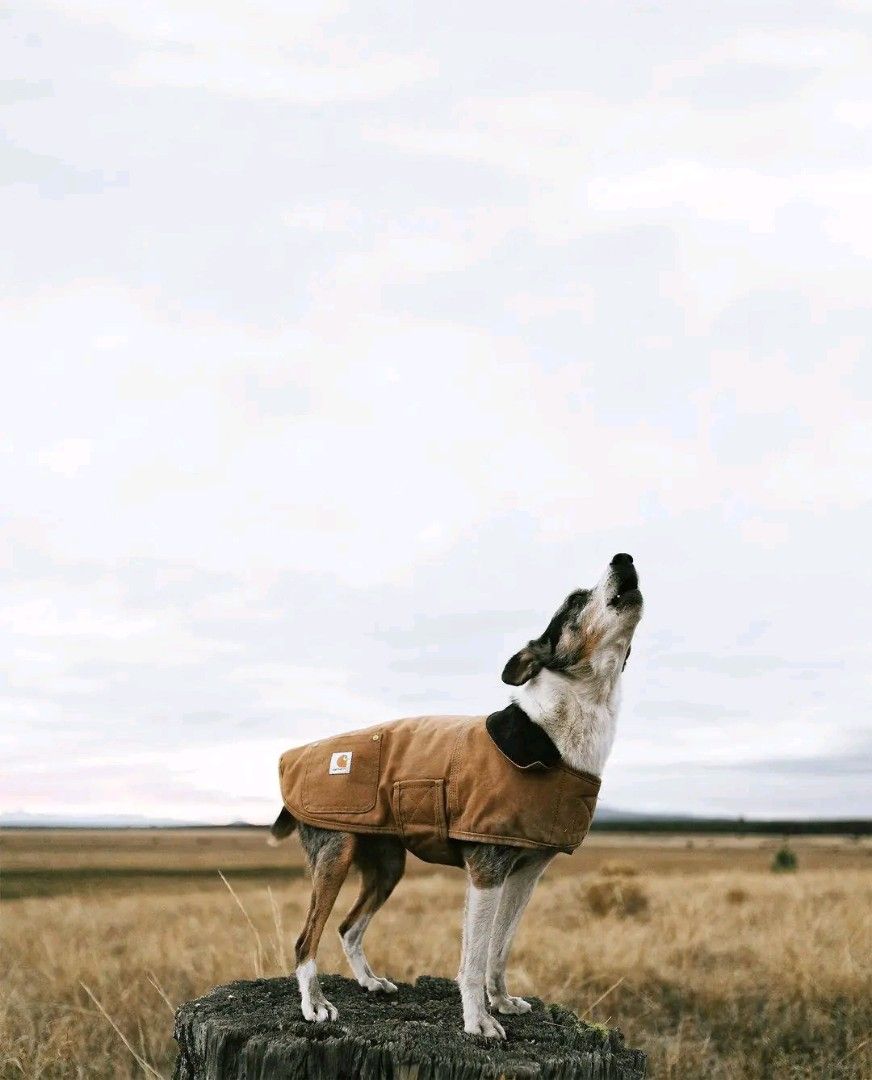 Carhart dog vest discount