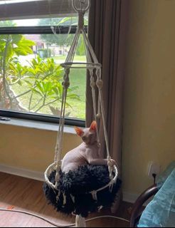 cat hammock (FREE SF)