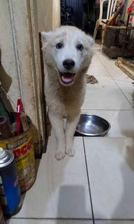(Kategori: ) berada di . Dikirim oleh gracializz (ID iklan 1288417609, Gambar 1). Deskripsi: .