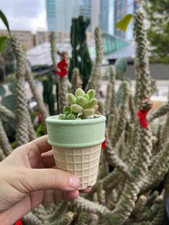（分類：）位於 。 由 florlaw 提交（商品編號 1288491751，圖片 1）。簡介： 。