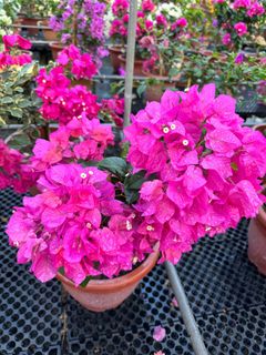 (Category: ) located in . Submitted by gardenfunfarm (Listing ID 1288729549, Image 1). Description: .