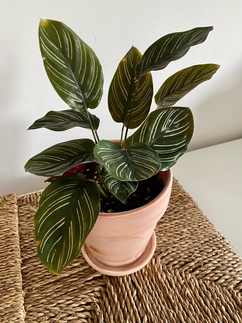 Calathea Pinstripe with Terracotta pot 雙線竹芋連陶盆, 傢俬＆家居 