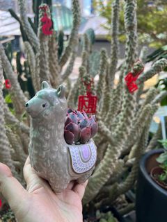 （分類：）位於 。 由 florlaw 提交（商品編號 1288868363，圖片 1）。簡介： 。