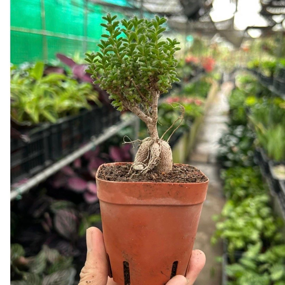 SG STOCK] Real African Bonsai Plant | Succulent African Bonsai Plant |  Aesthetic Nature Themed Home Decor, Furniture & Home Living, Gardening,  Plants & Seeds on Carousell
