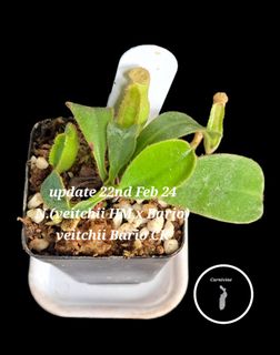 (Category: ) located in . Submitted by Carnivine (Listing ID 1281745638, Image 1). Description: .
