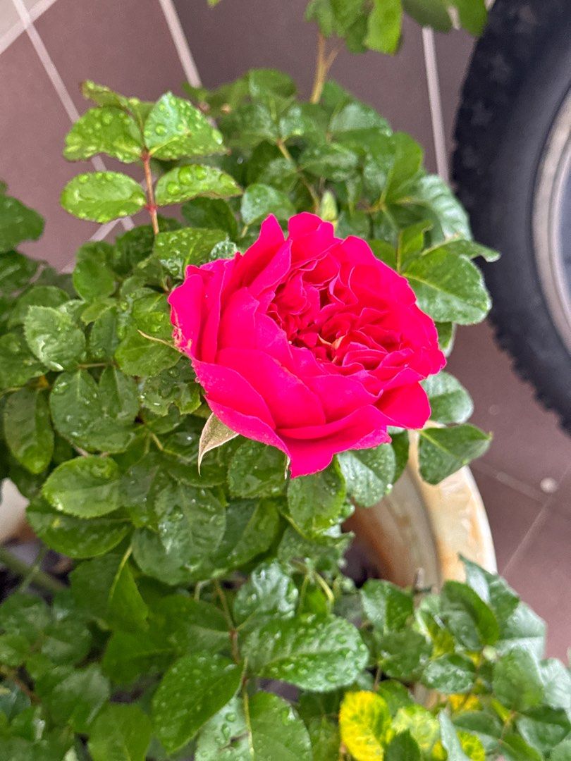 Wedding rose clearance