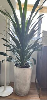 (Category: ) located in . Submitted by nazmason (Listing ID 1289032392, Image 1). Description: .