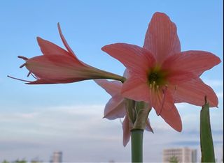 (Category: ) located in . Submitted by plantsman (Listing ID 1289254740, Image 1). Description: .