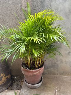 Majesty Palm with pot