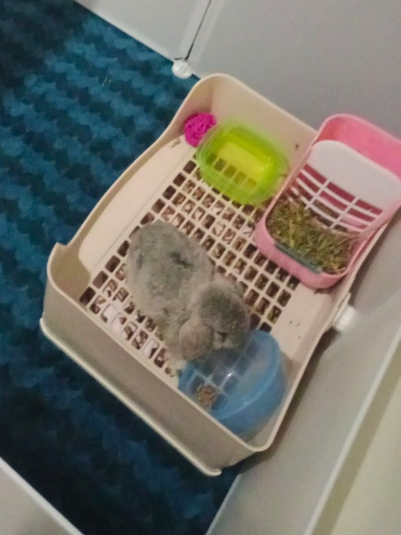 Litter box kelinci top