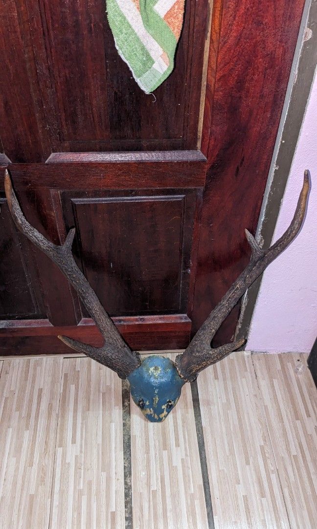 Tanduk Rusa & Tanduk Kerbau, Furniture & Home Living, Home Decor, Wall ...
