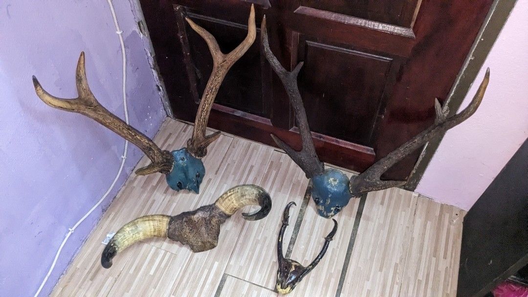 Tanduk Rusa & Tanduk Kerbau, Furniture & Home Living, Home Decor, Wall ...