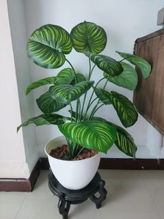 (Category: ) located in . Submitted by beautifulflora22 (Listing ID 1289481607, Image 1). Description: .