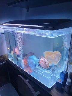 Acrylic aquarium for sale online