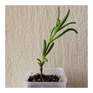 (Category: ) located in . Submitted by HomeGreenery (Listing ID 1289482150, Image 1). Description: .