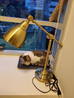 (Category: ) located in . Submitted by snakecharmer90 (Listing ID 1289578160, Image 1). Description: .