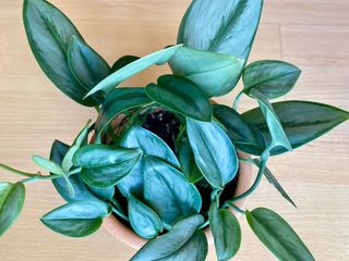 (Category: ) located in . Submitted by hungryrach (Listing ID 1288530713, Image 1). Description: .