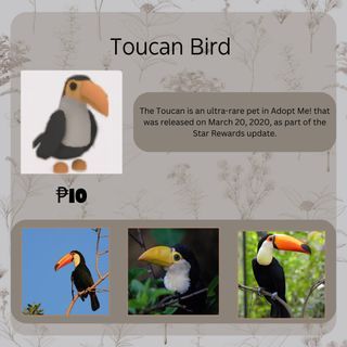 Toucan Bird | Adopt Me